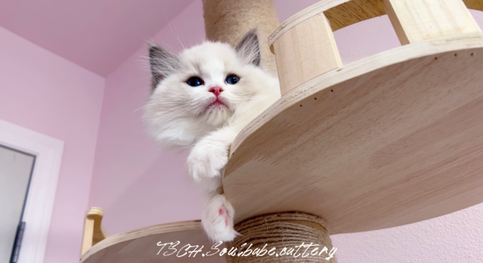 大漂亮🎀｜布偶妹妹 高赛级 - 图片 4