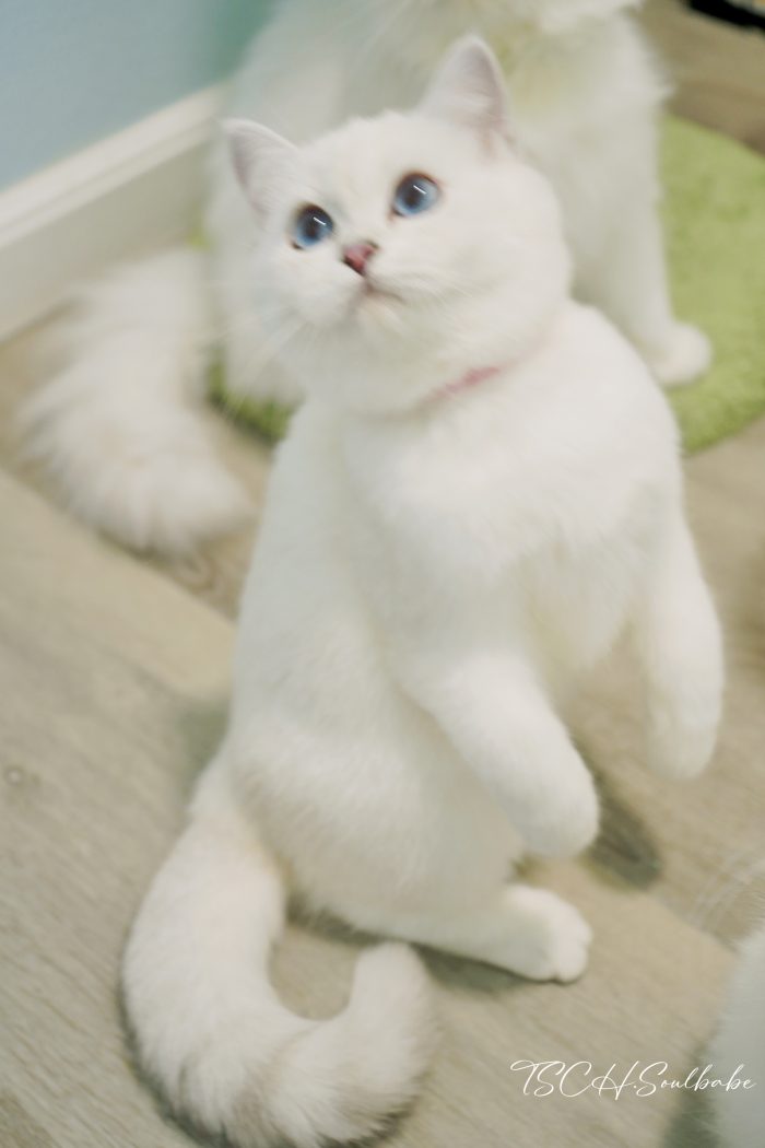 英短银点妹妹｜糖糖 - 图片 6