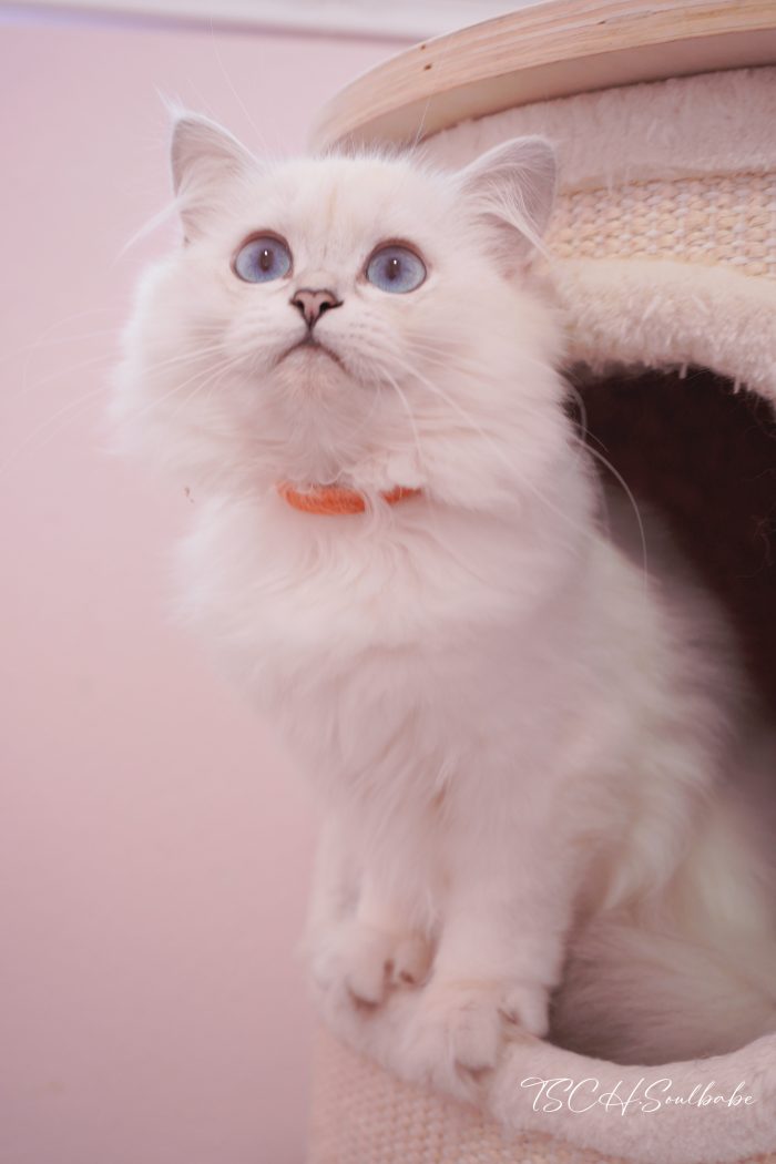 英长银点妹妹｜Ph·小橙花 - 图片 2