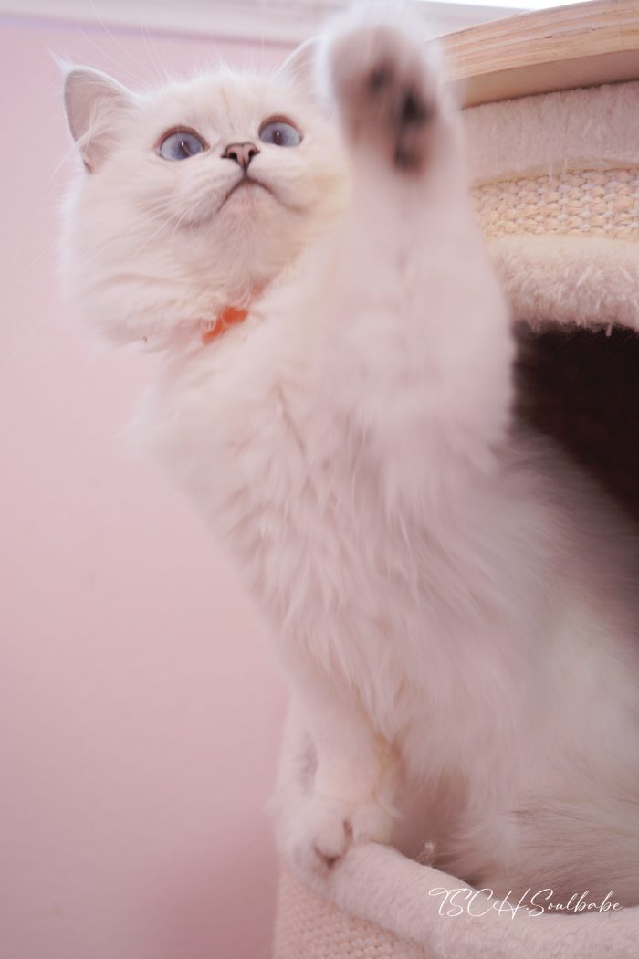 英长银点妹妹｜Ph·小橙花 - 图片 4