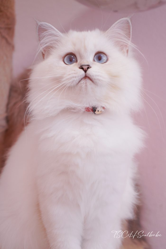 英长银点妹妹｜Ph·小红花 - 图片 6