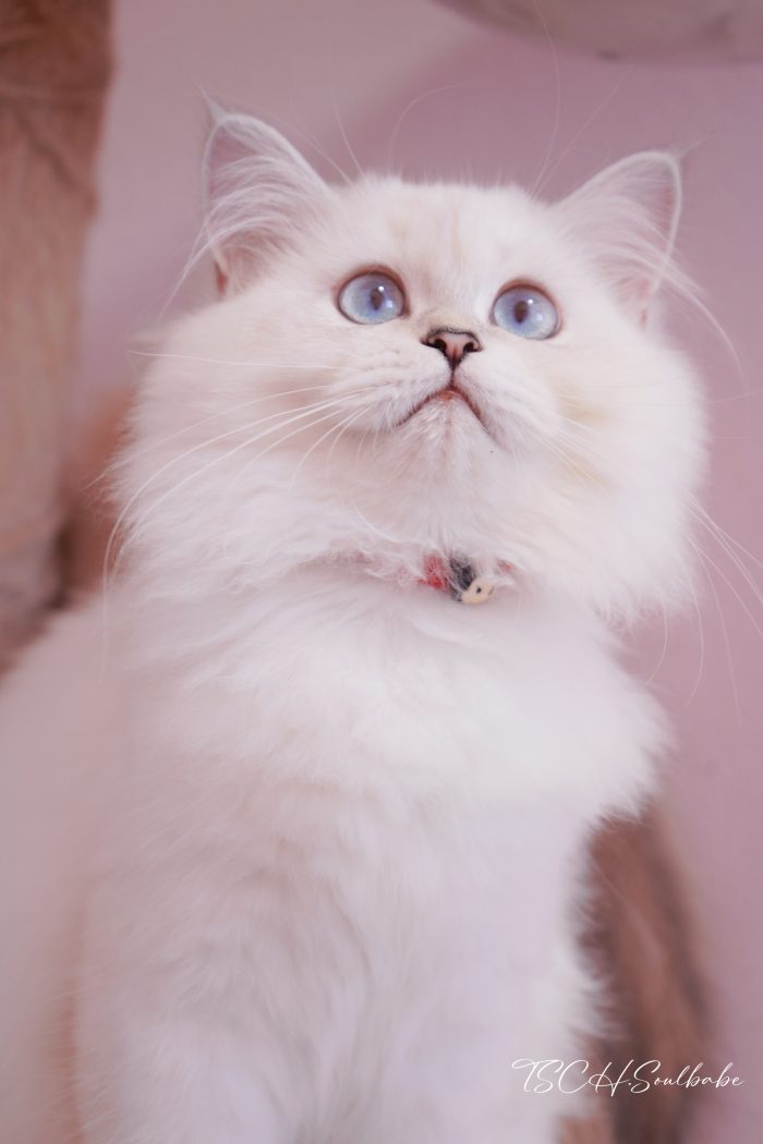 英长银点妹妹｜Ph·小红花 - 图片 5
